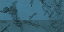 Lowly cover image