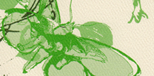 The History of Violets cover image